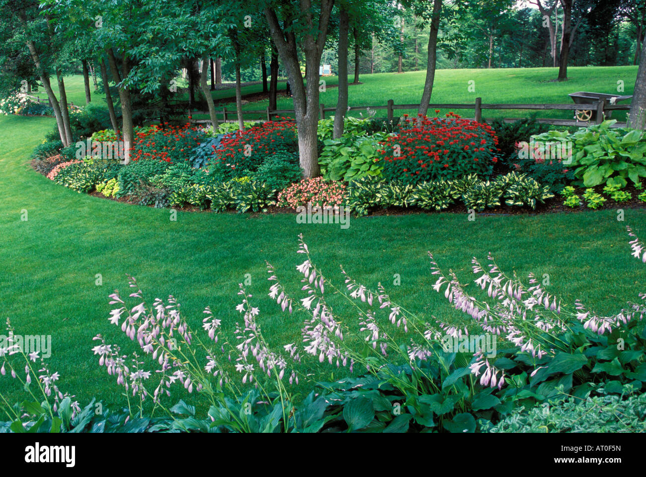 BACKYARD SHADE GARDEN VIEWED THROUGH BORDER OF LANCIFOLIA HOSTA FLOWERS. MINNESOTA IN JULY. Stock Photo