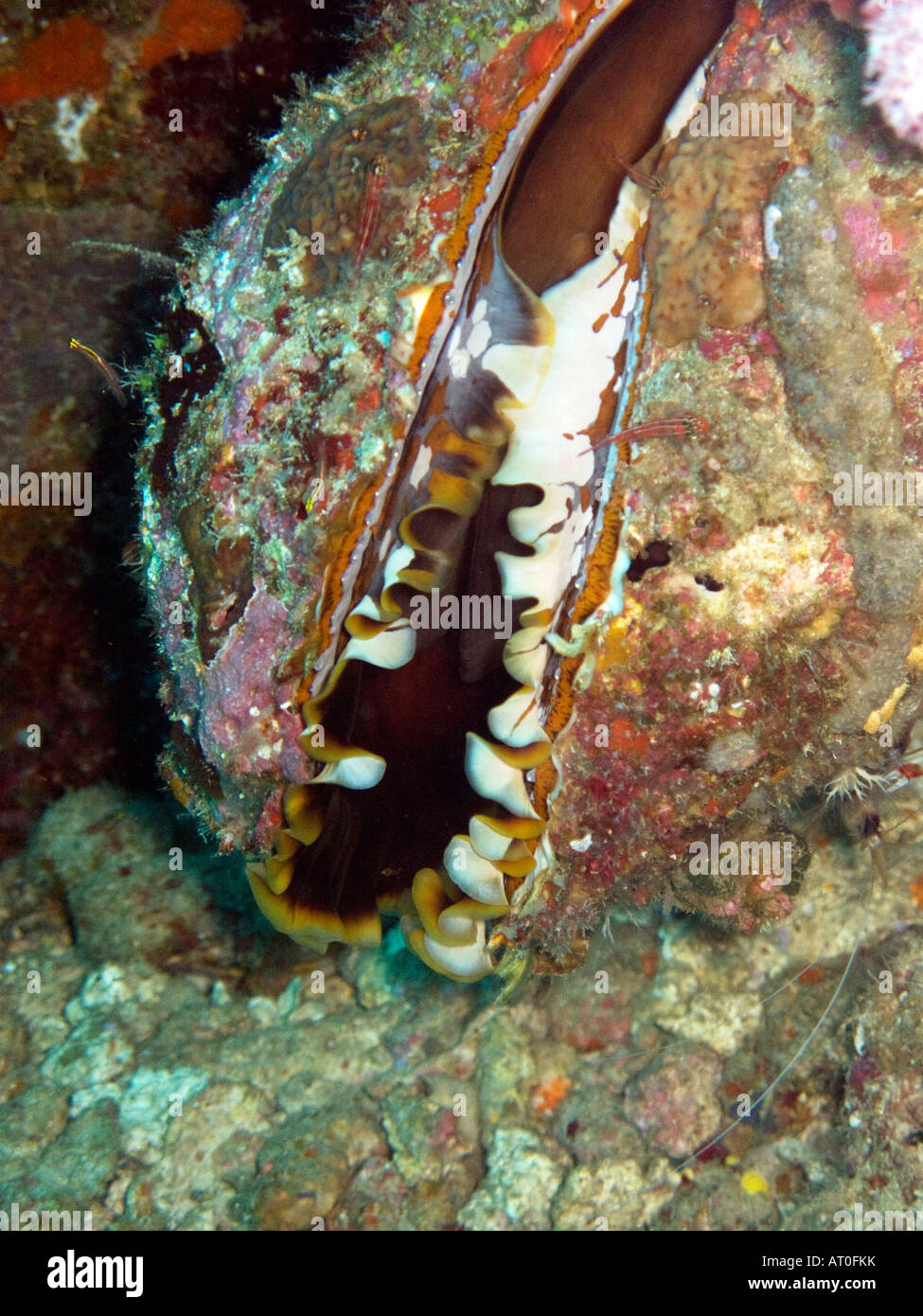 Variable thorny oyster, Spondylus varians February 2008, Similan islands, Andaman sea, Thailand Stock Photo