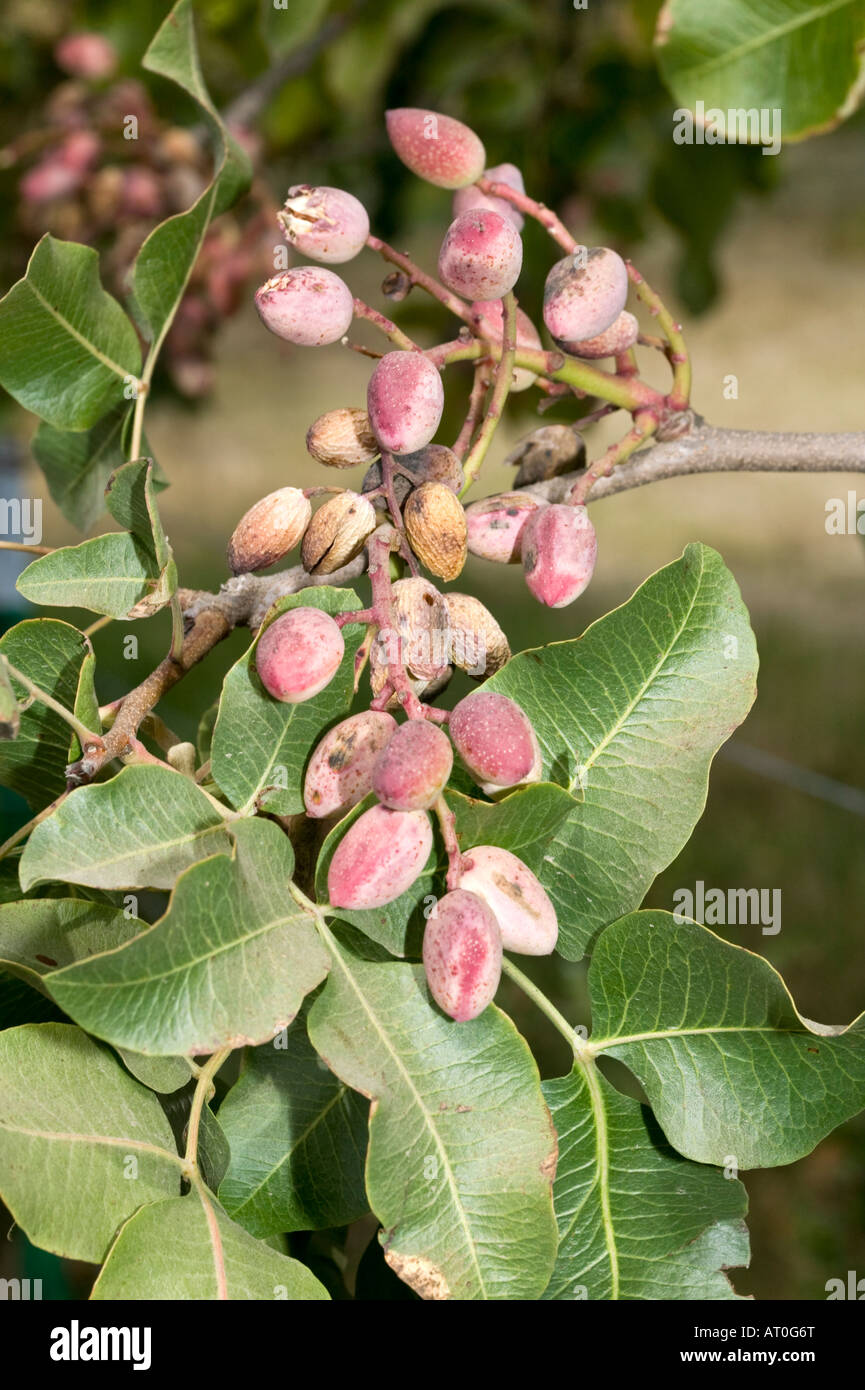 Pistachio tree hires stock photography and images Alamy