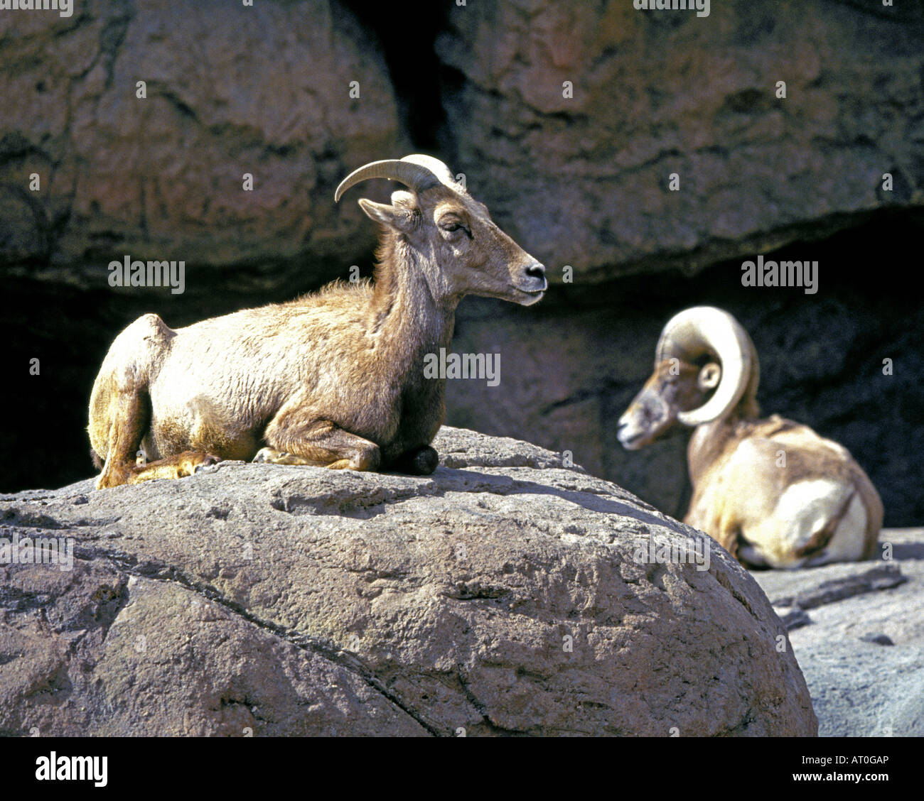 Desert bighorn sheep in the Sonora Desert Museum in Tucson Arizona Stock Photo Alamy