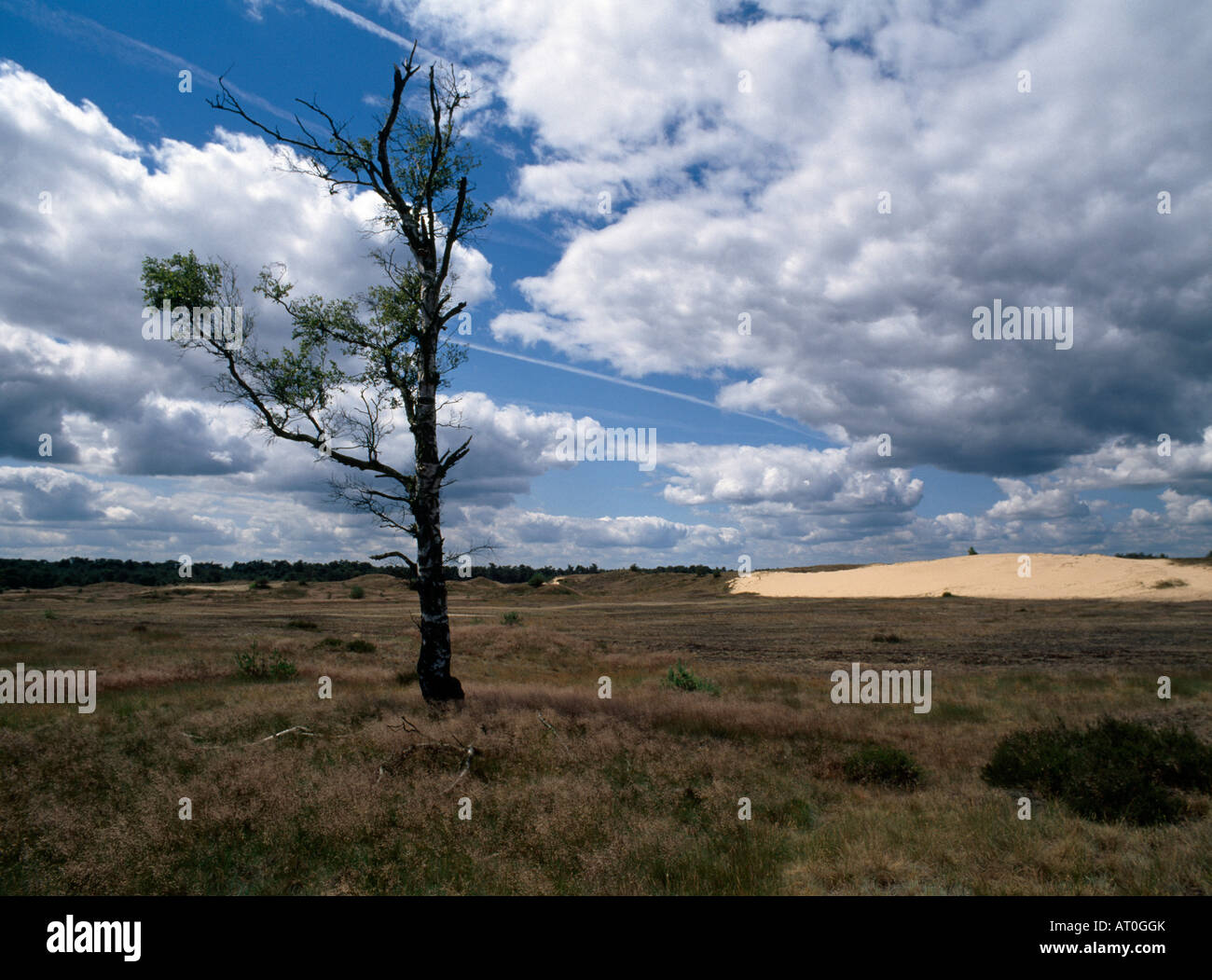 Hoge Veluwe, Nationalpark, Stock Photo