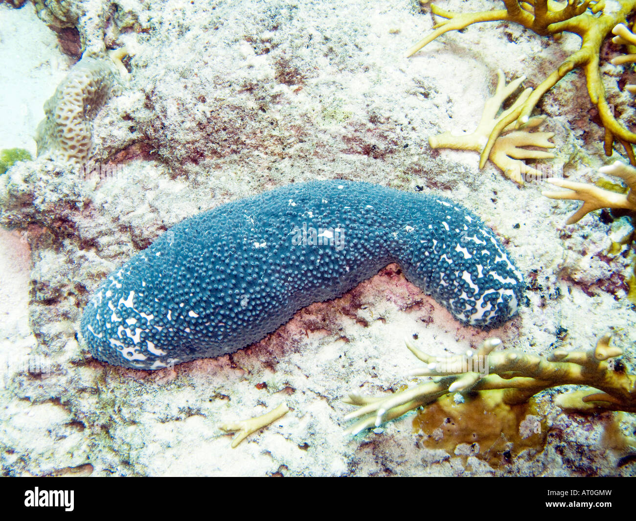 Crass sea cucumber, Actinopyga crassa February 2008, Similan islands, Andaman sea, Thailand Stock Photo