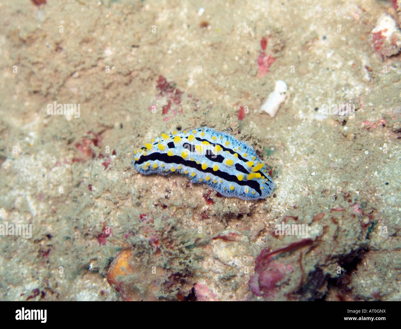 Nudibranch phyllidia coelestis hi-res stock photography and images - Alamy