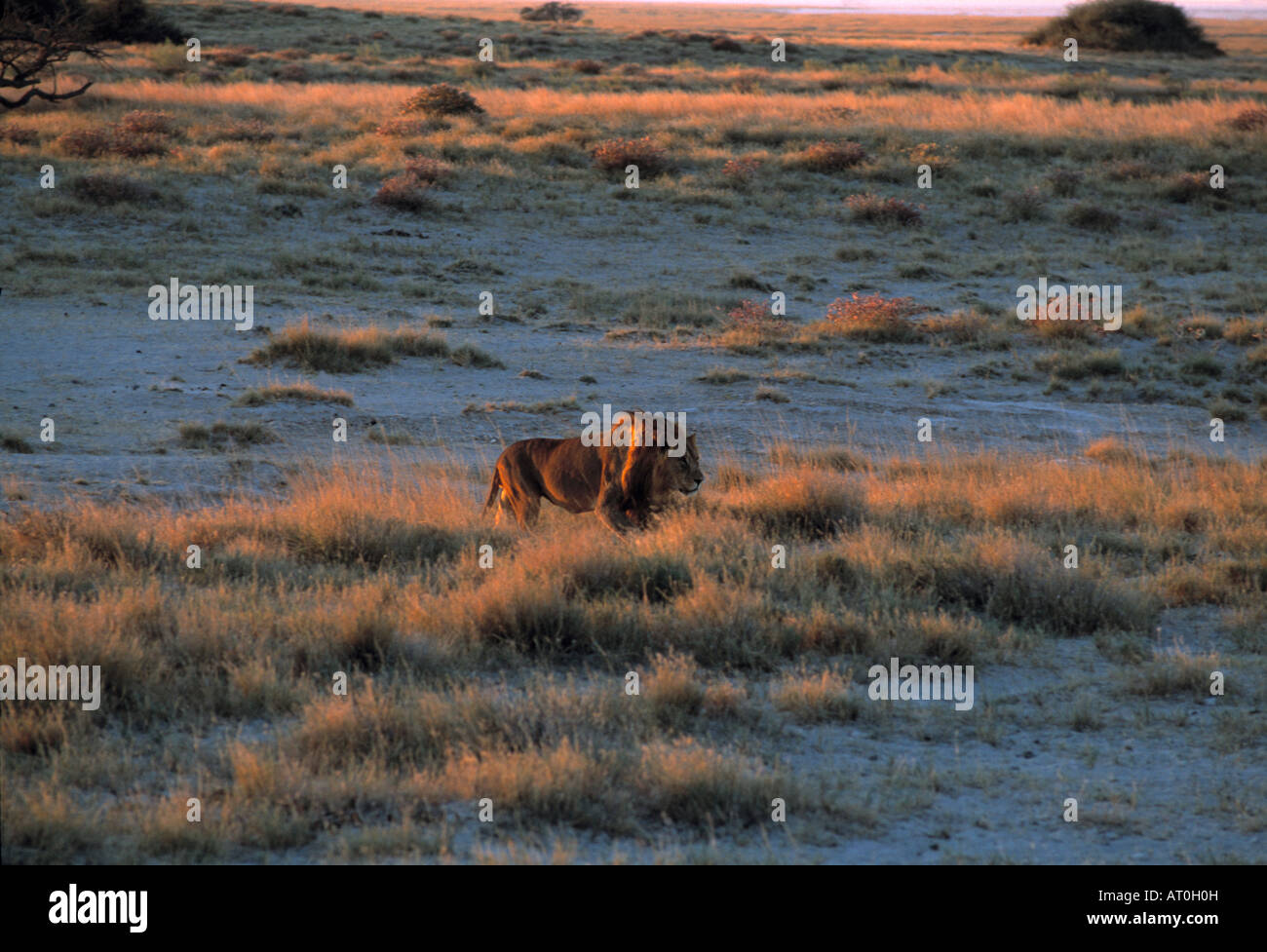 A male lion in Namibia Stock Photo - Alamy