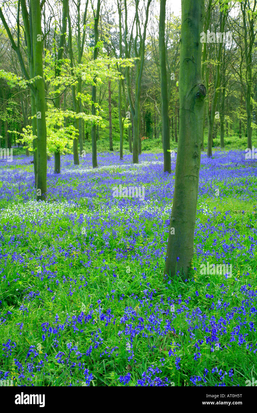 Bluebell wild Spring flowers Hyacinthoides non scripta in a woodland