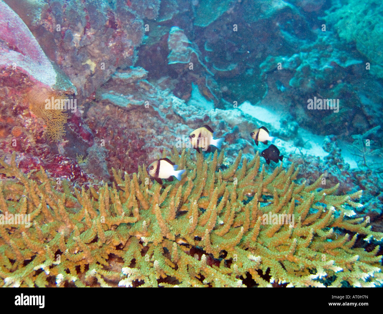 Damselfish over staghorn coral Stock Photo