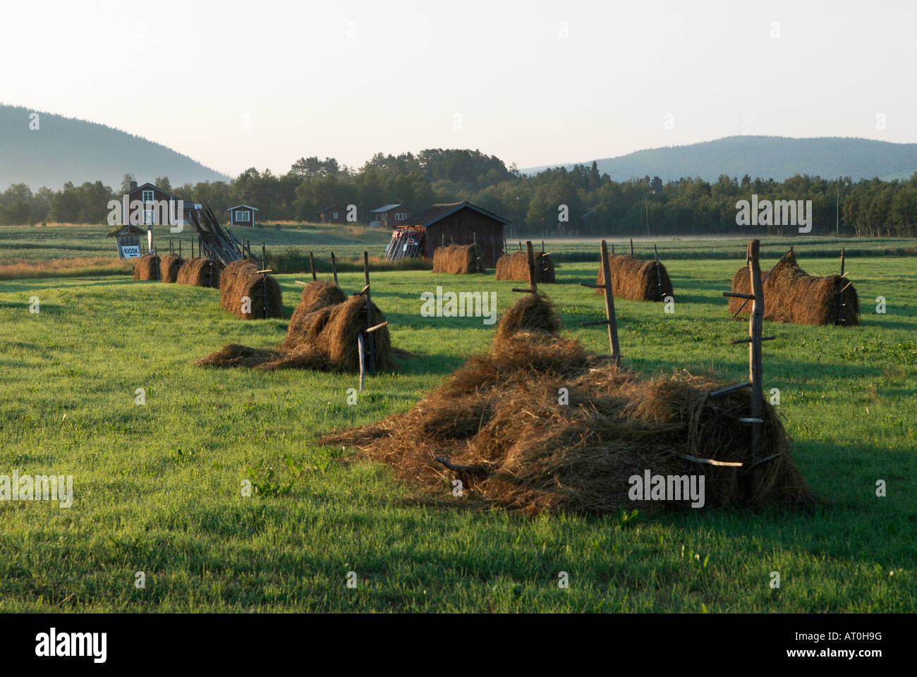 Haystacks in a typical Swedish style in the early morning light Ljungdalen Harjedalen Sweden August 2007 Stock Photo
