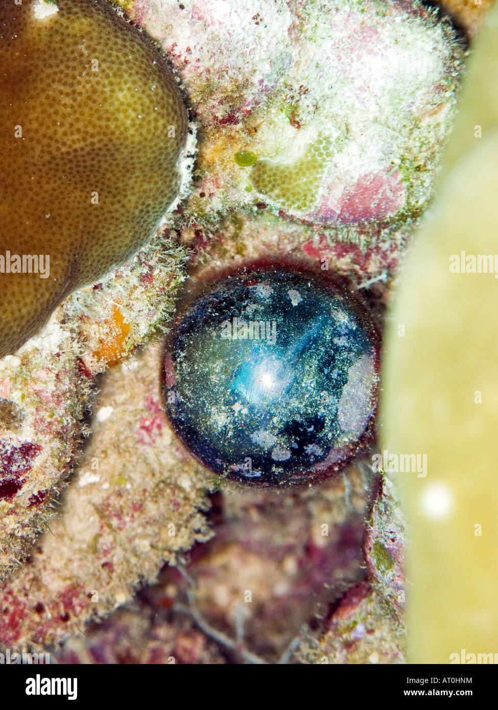 Sailor's eyeball algae, Ventricaria ventricosa February 2008, Surin islands, Andaman sea, Thailand Stock Photo