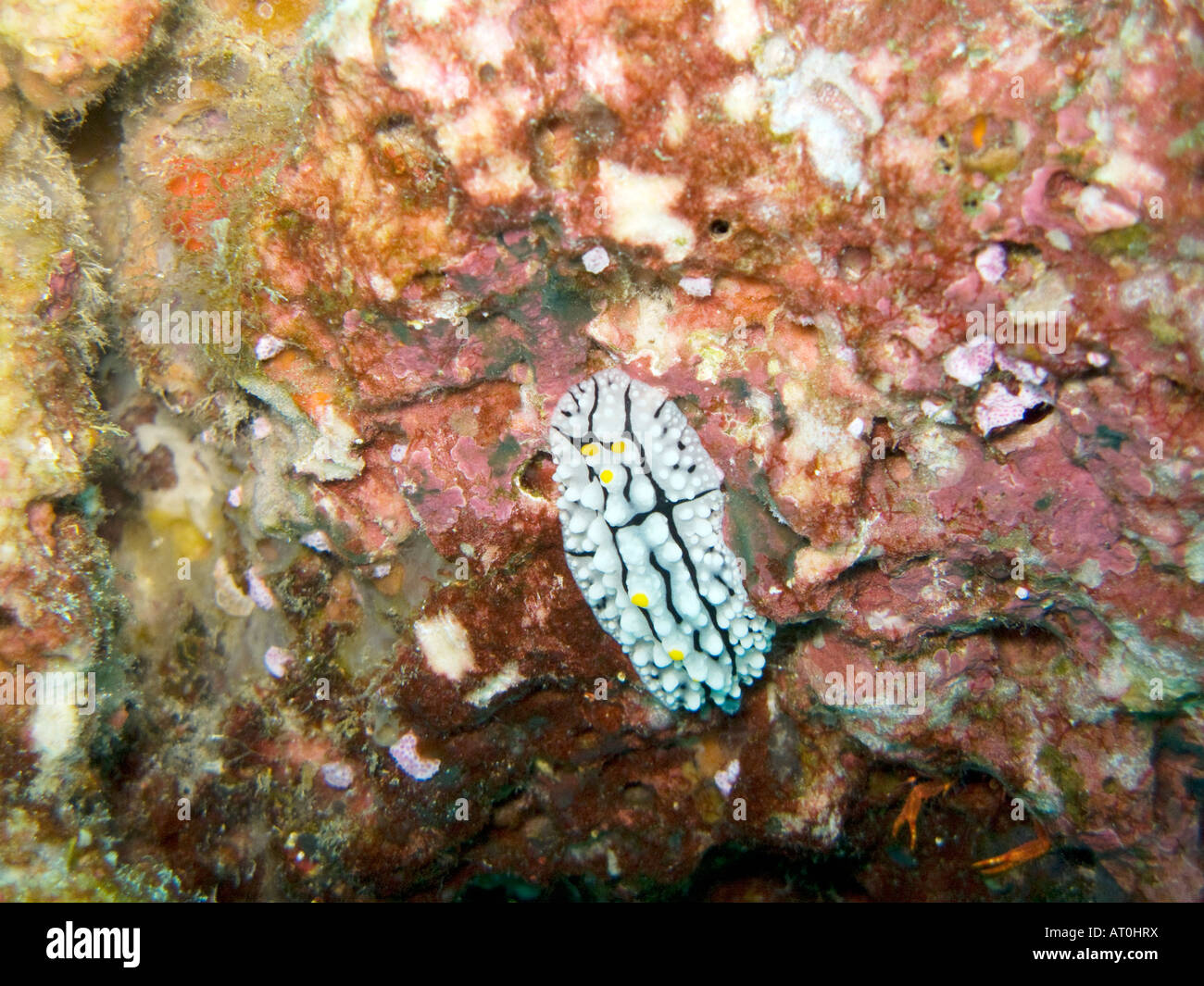 Elegant phyllidia nudibranch, Phyllidia elegans February 2008, Surin islands, Andaman sea, Thailand Stock Photo