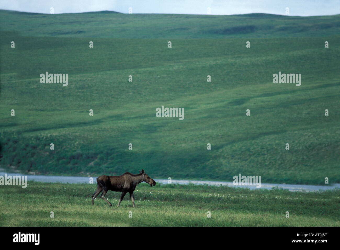 moose Alces alces starving cow runs over tundra on the 1002 coastal plain of the Arctic National Wildlife Refuge Alaska Stock Photo