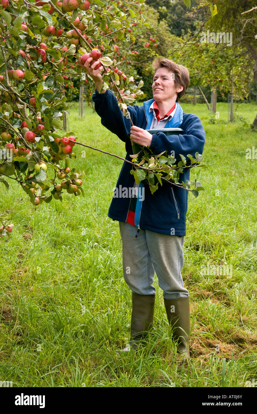 Traditional cider apple picking Burrington Court Somerset England Stock Photo