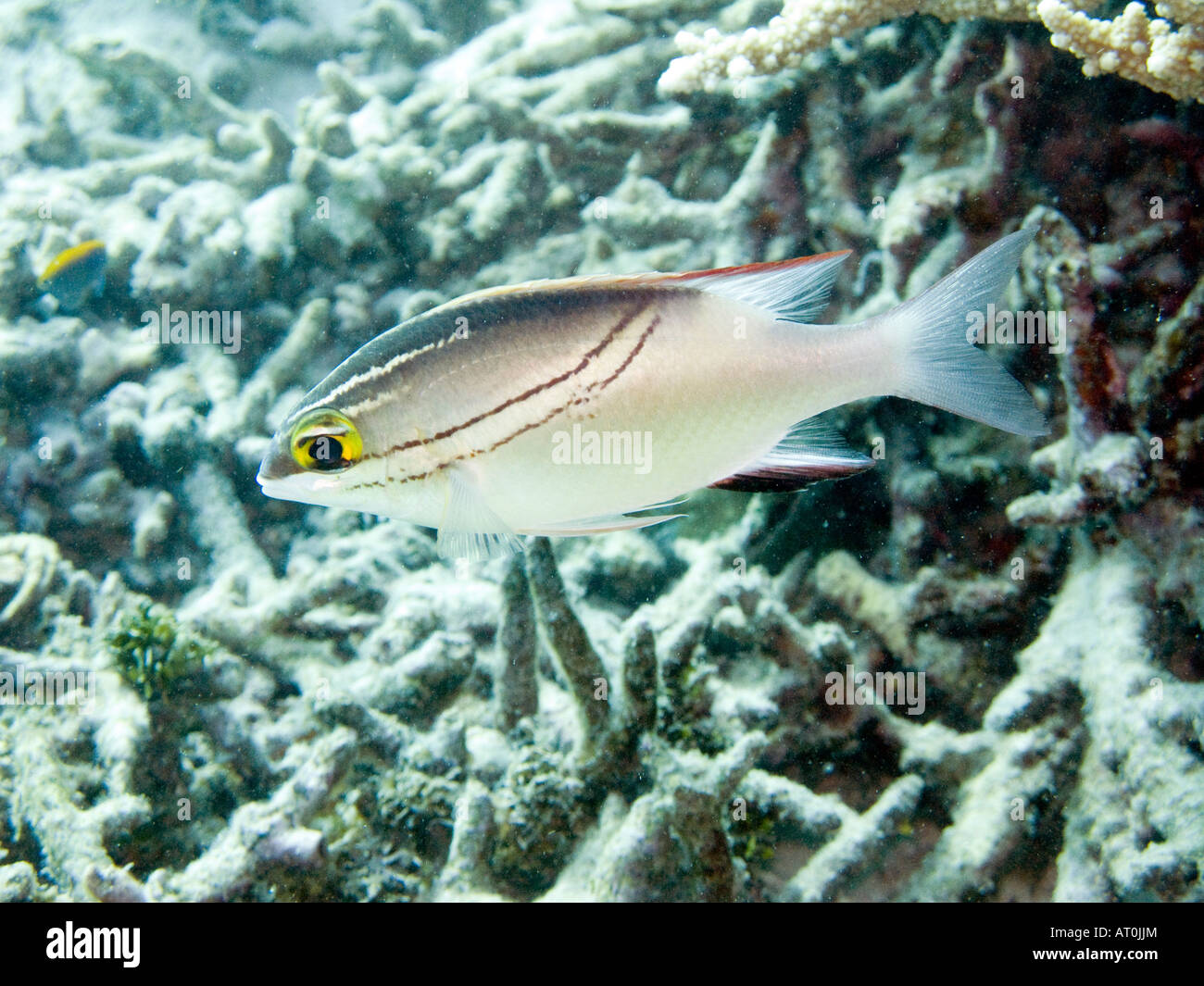 Twoline spinecheek fish, Scolopsis trilineatus against coral rubble January 2008, Similan islands, Andaman sea, Thailand Stock Photo