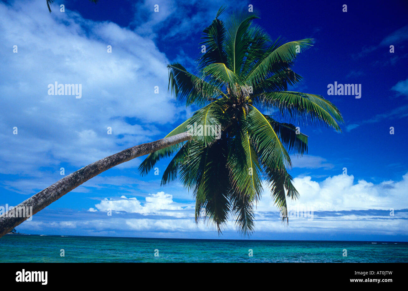 Overhanging palm tree in the Seychelles Stock Photo Alamy