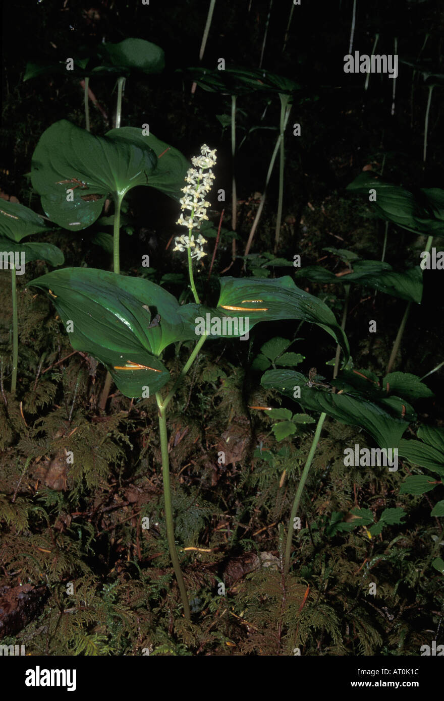 false lily of the valley or may lily Maianthemum dilatatum blooming in