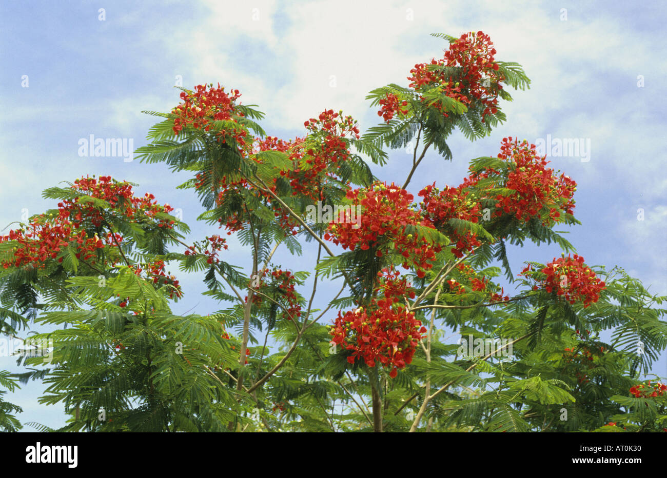Abulahab Tree of Jordan Stock Photo Alamy