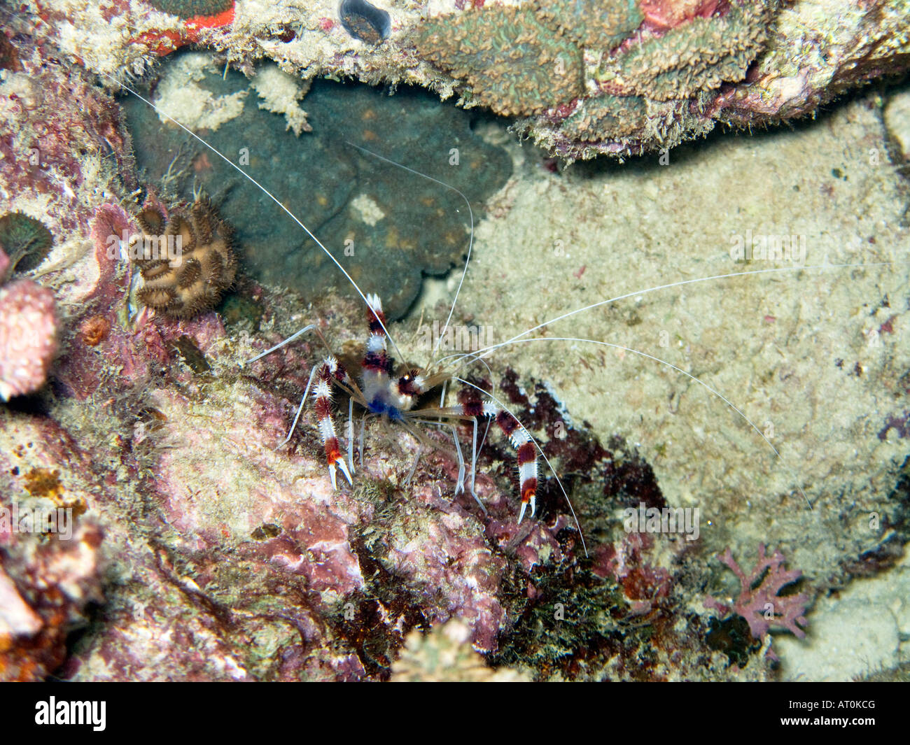 Banded boxer shrimp, Stenopus hispidus, closeup February 2008, Surin islands, Andaman sea, Thailand Stock Photo