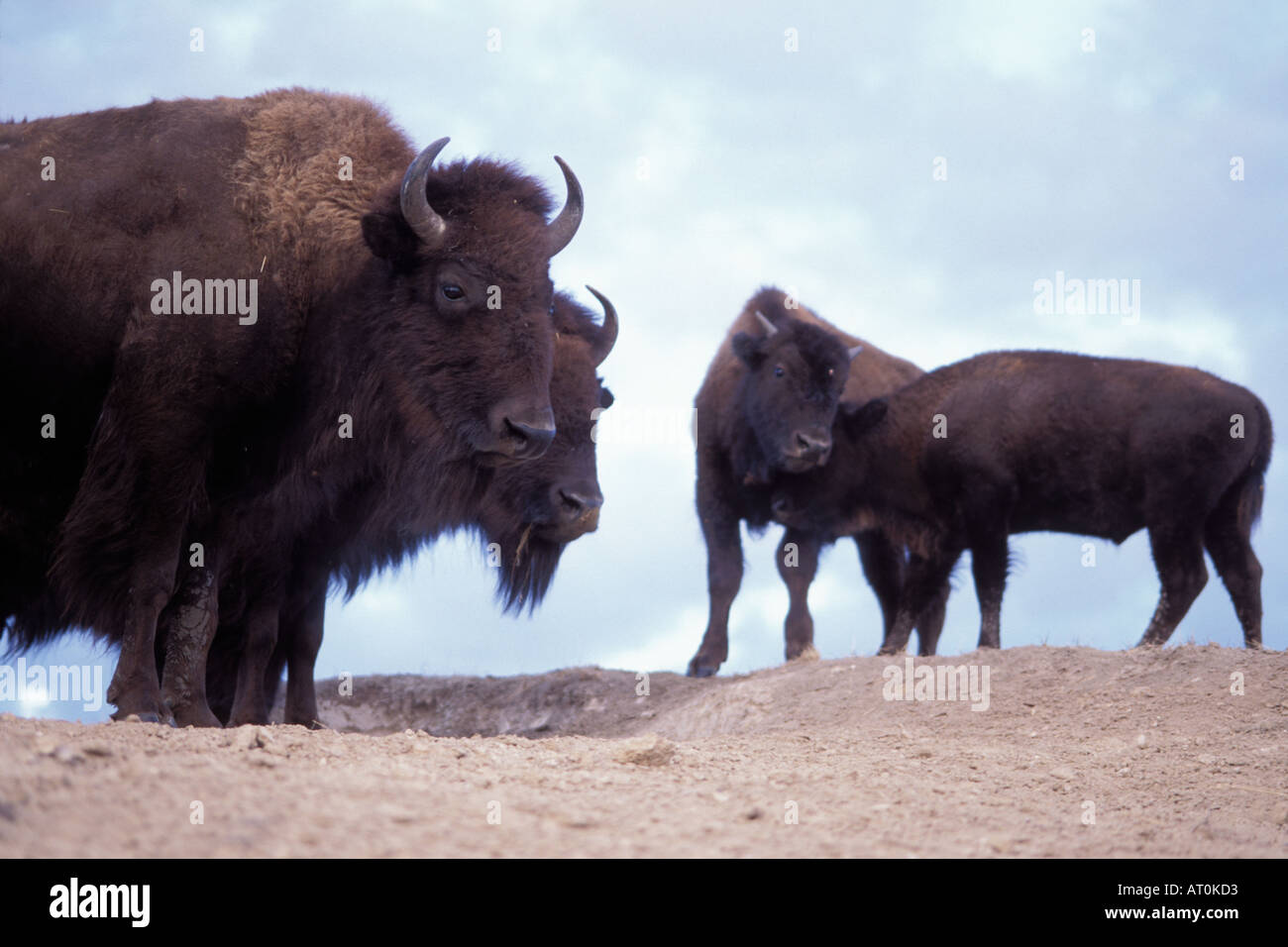 bison Bison bison herd stands on a hillside in the National Bison