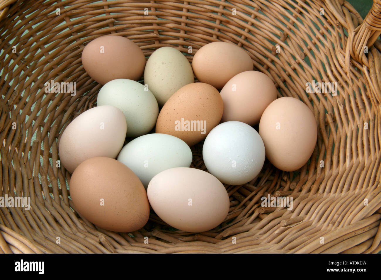 Fresh chicken eggs from various breeds,  basket. Stock Photo
