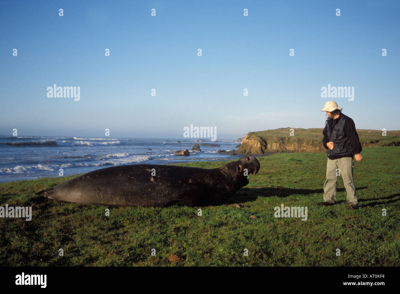 northern elephant seal Mirounga angustirostris bull stands its ground