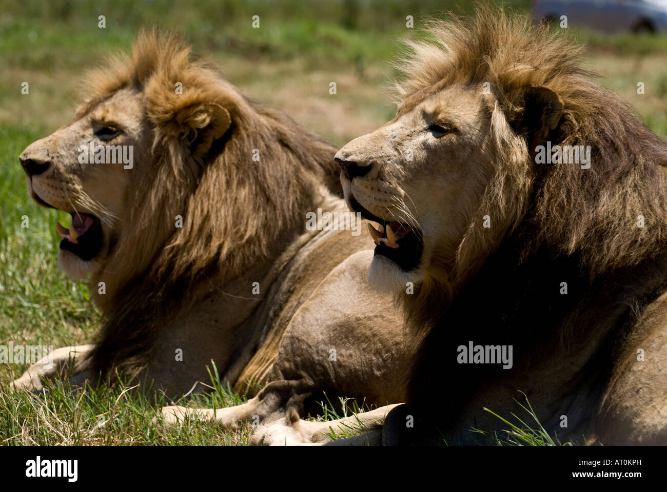 Two Lions Together Stock Photo