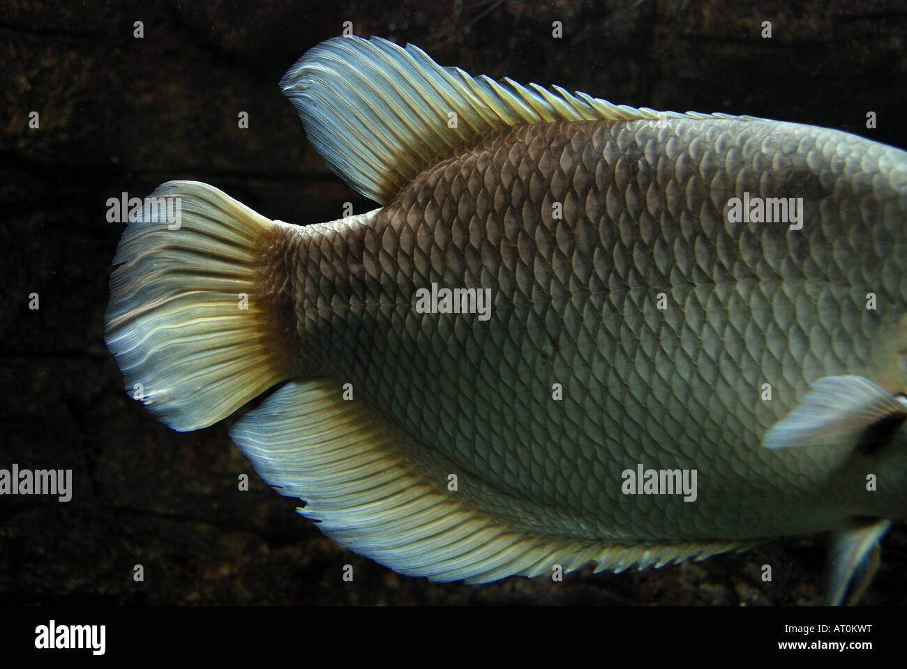 The giant gourami is an important source of food in Asia and other South Asian countries often produced by fish farming Stock Photo