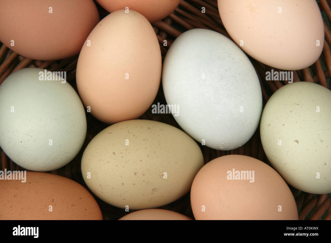 Fresh chicken eggs from various breeds. Stock Photo