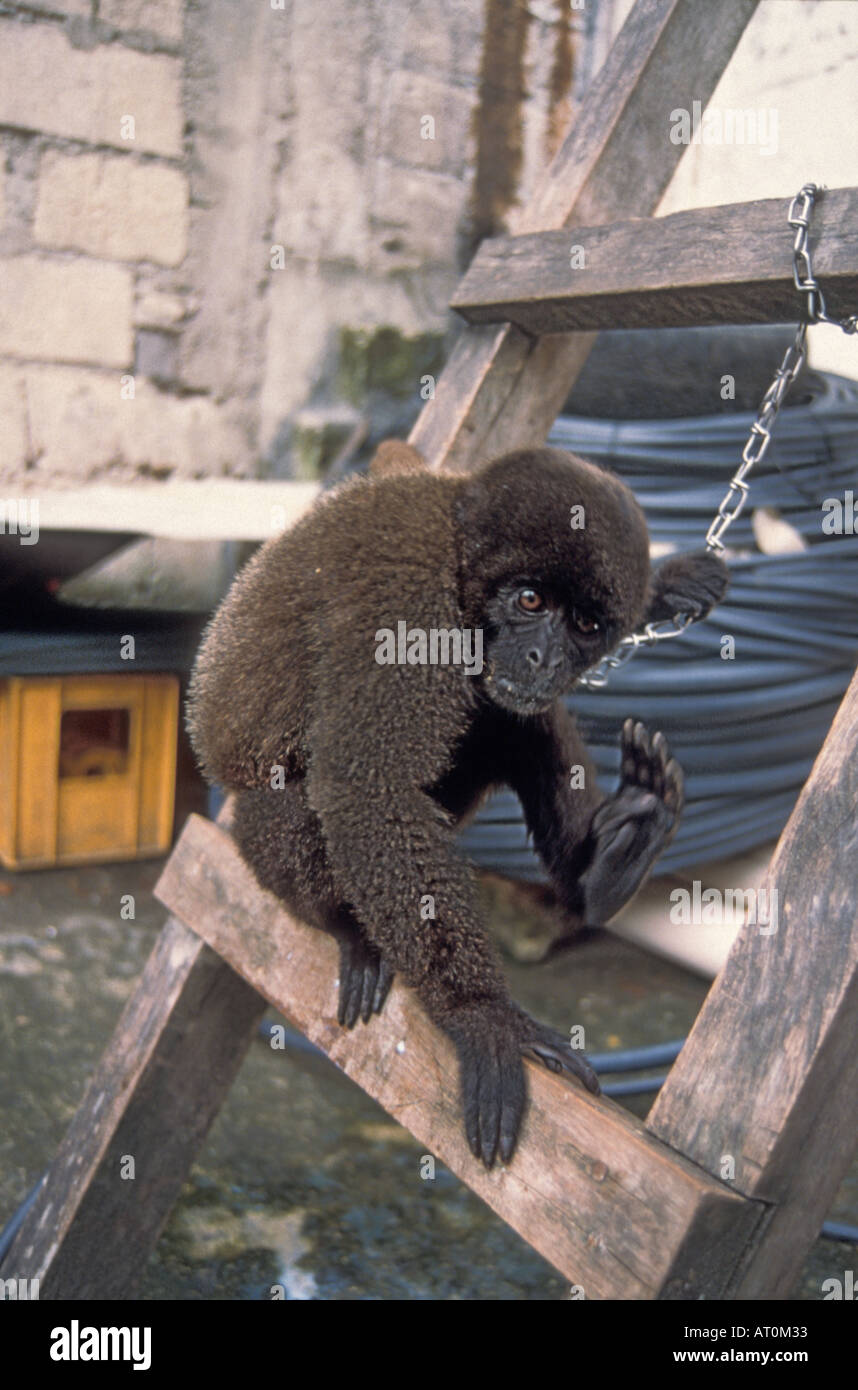 wooly monkey Lagothrix lagotricha captive in a city in the Ecuadorian Amazon Ecuador south America Stock Photo
