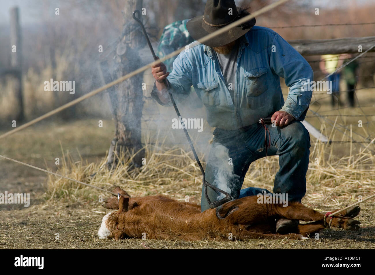 MR Cowboys brand cattle on the Hanley Ranch in the heart of the ION