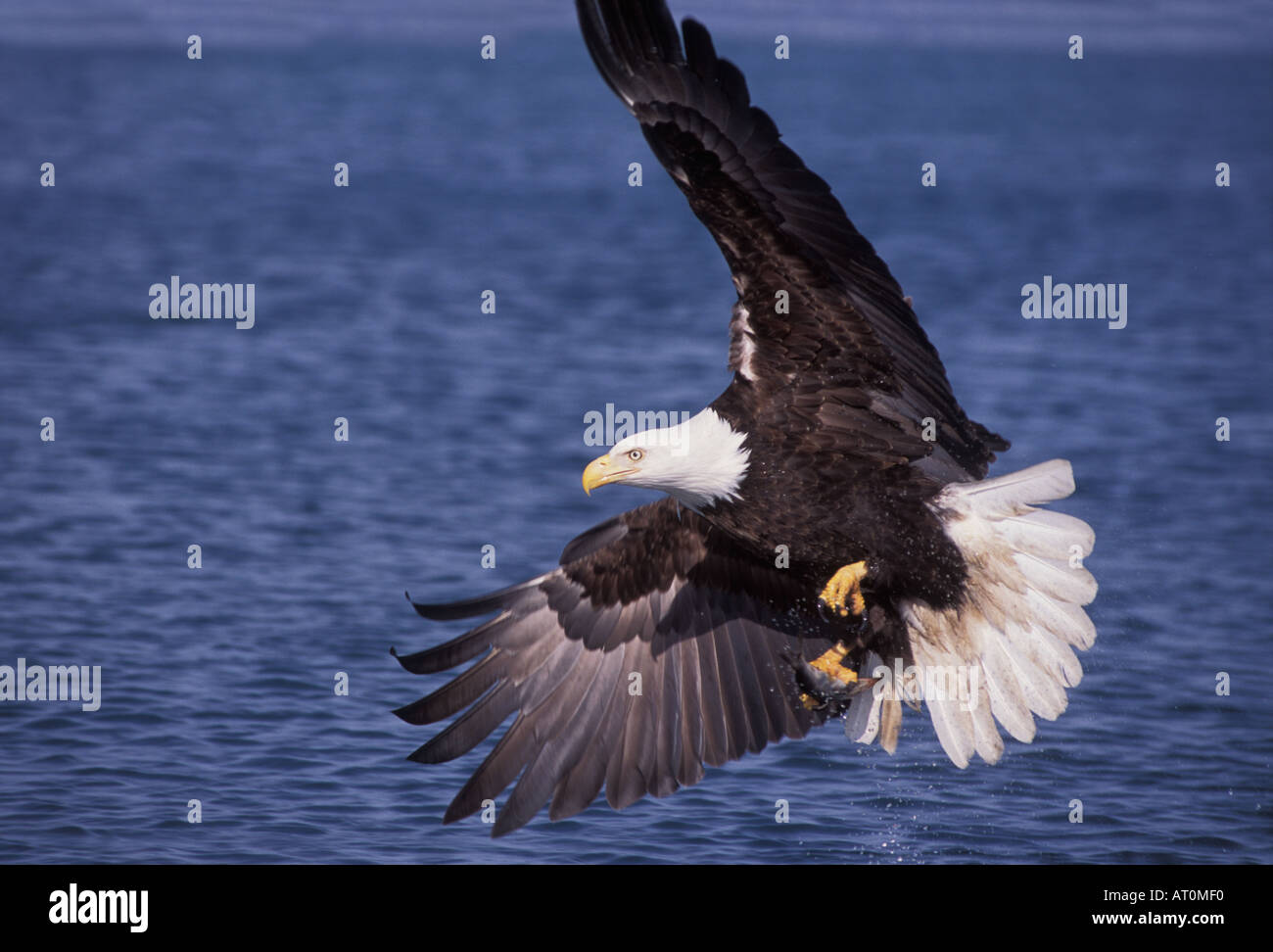bald eagle Haliaeetus leucocephalus in flight with a fish in its talons ...
