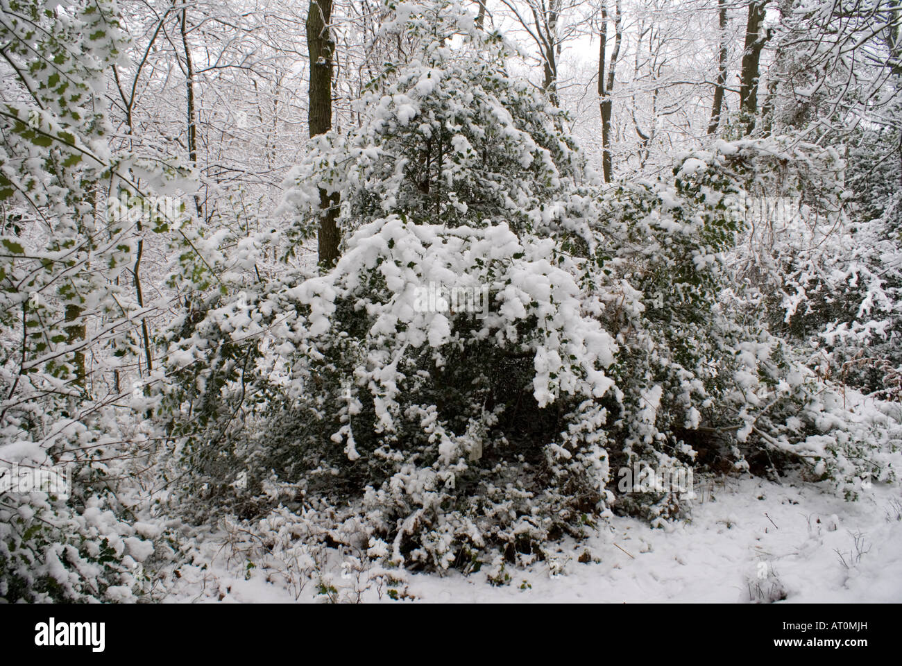 Snow covered trees and shrubs hi-res stock photography and images - Alamy