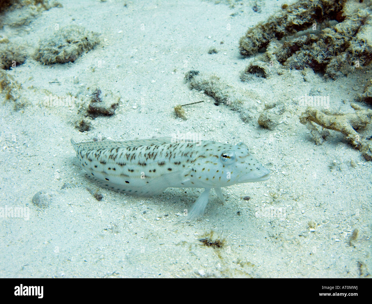Speckled sandperch, Parapercis hexophthalma resting on sand February 2008, Surin islands, Andaman sea, Thailand Stock Photo