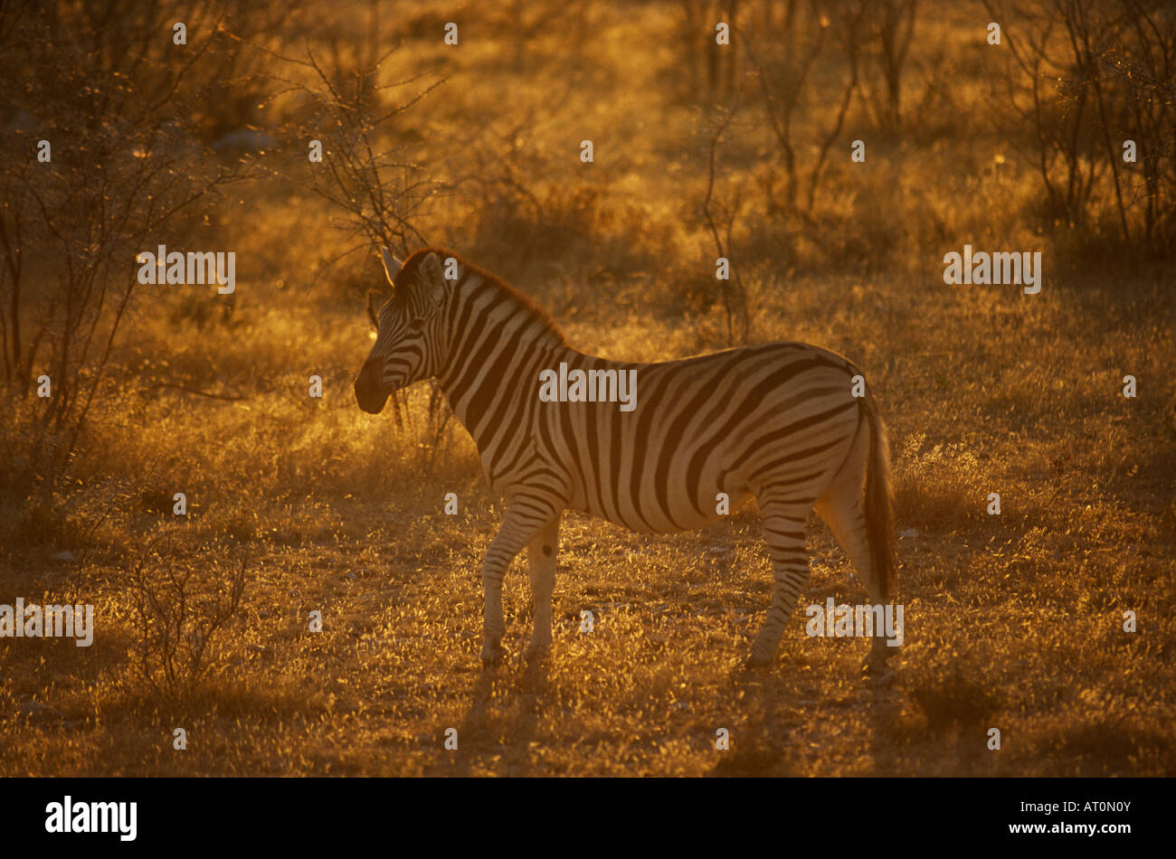 Zebra in Namibia Stock Photo - Alamy