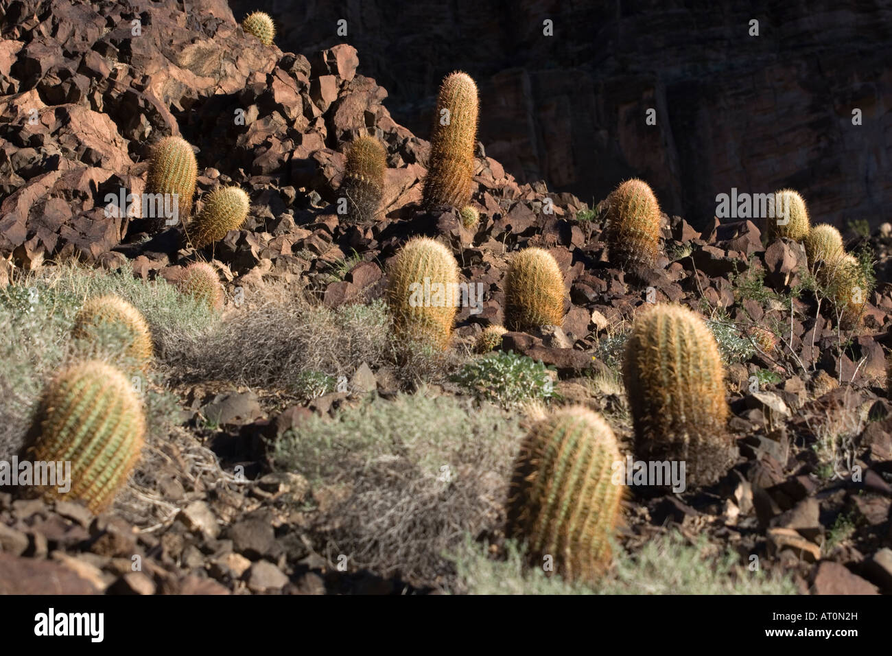 Cactus Mexique Mexicain - Photo gratuite sur