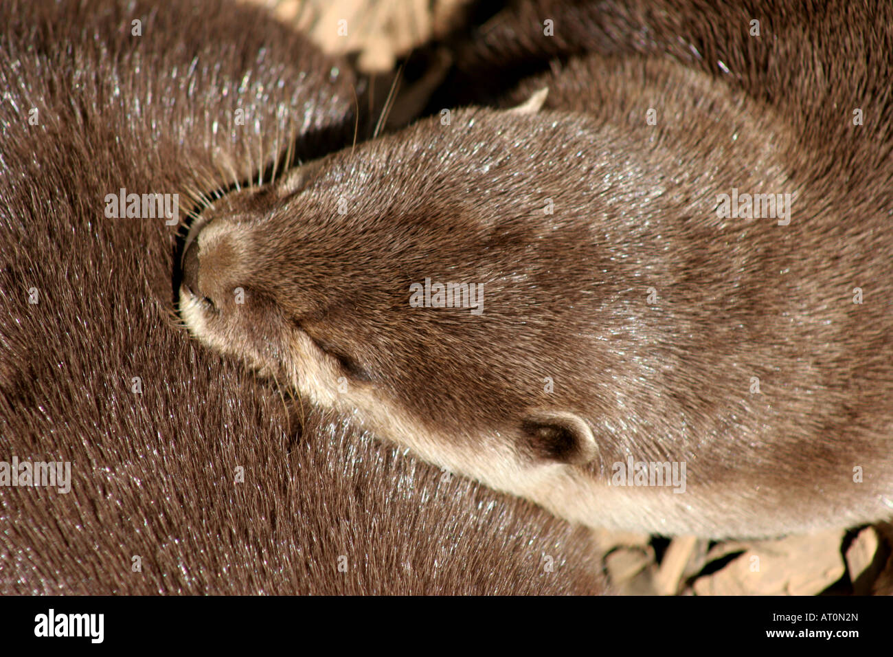 oriental small clawed otter amlionyx cinereus Stock Photo