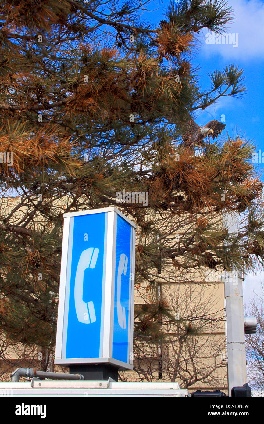 Telephone booth's top sign, and a metal sculpture of an eagle can be ...