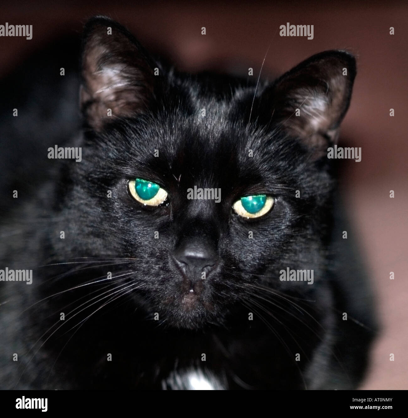 black cat looking straight into camera Stock Photo - Alamy