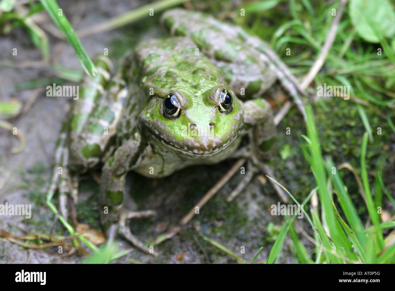 AMERICAN BULLFROG RANA CATESBEIANA AT REST FRONT VIEW Stock Photo - Alamy
