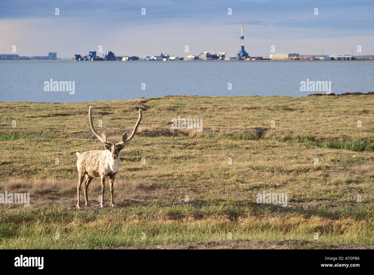 barren ground caribou Rangifer tarandus bull outside the oil town of Prudhoe Bay central Arctic coast Alaska Stock Photo