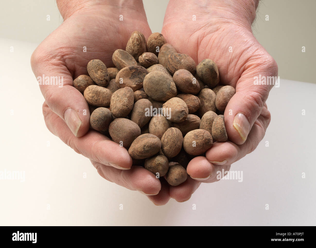 Ghana Shea Nut Stock Photos & Ghana Shea Nut Stock Images - Alamy