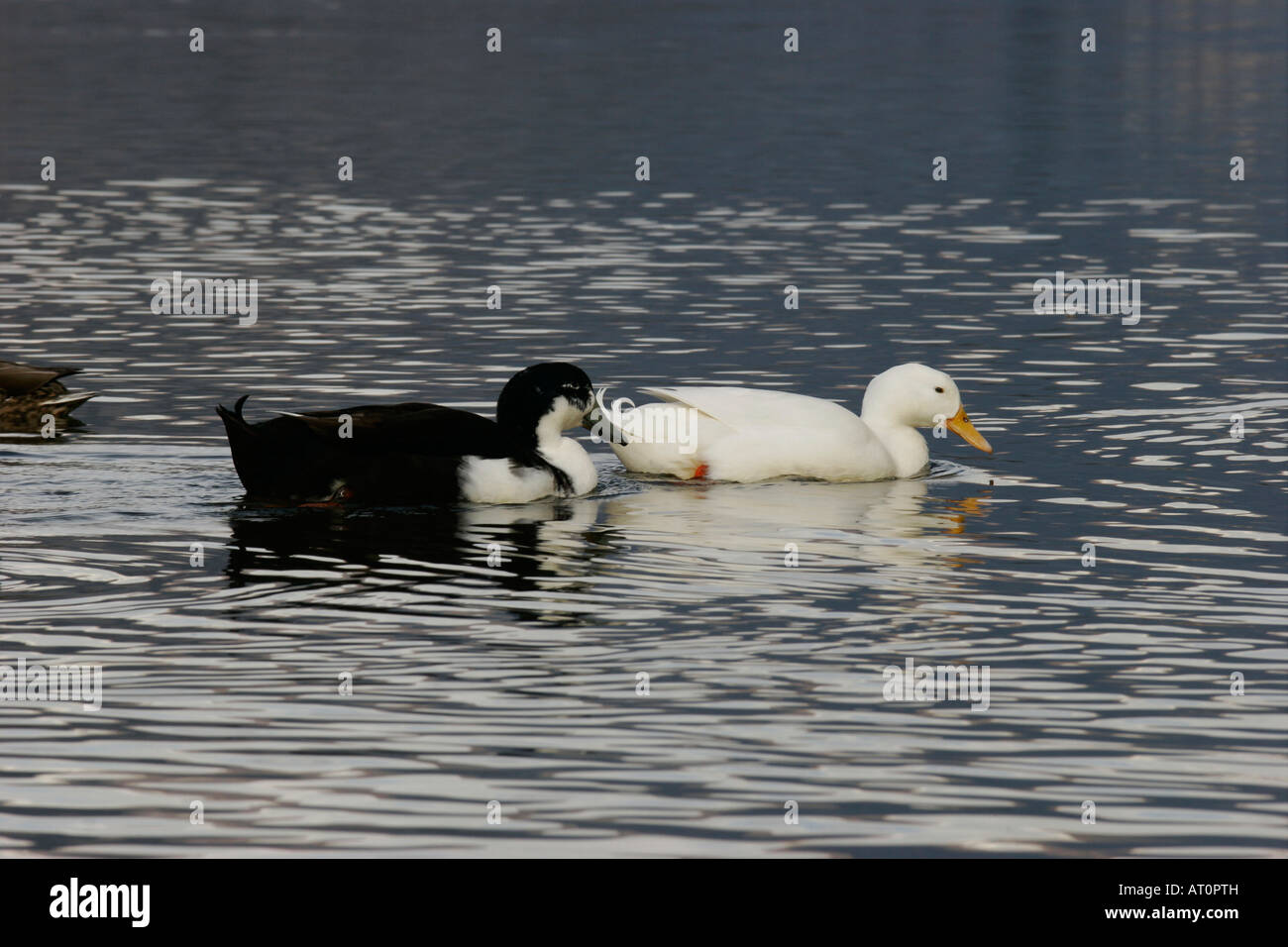 gooslings at the lake Stock Photo - Alamy