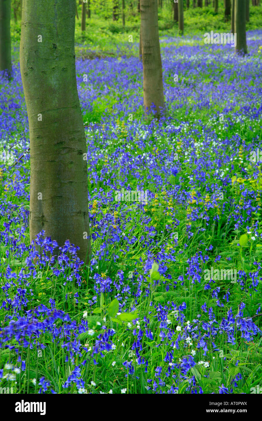 Bluebell wild Spring flowers Hyacinthoides non scripta in a woodland