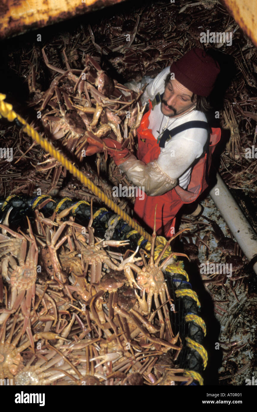tanner crab Chionoecetes opilio off load at Trident Seafood dock Akutan Island in the Aluetian Chain Bering Sea Alaska Stock Photo