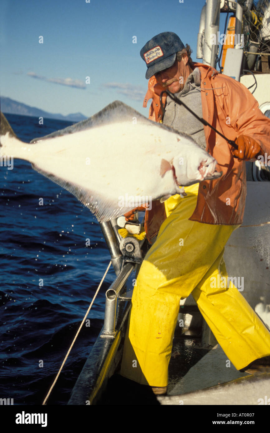 commercial fishing vessel Blueback crew hauls in  Pacific halibut Hippoglossus stenolepis catch Kachemak Bay Alaska Stock Photo