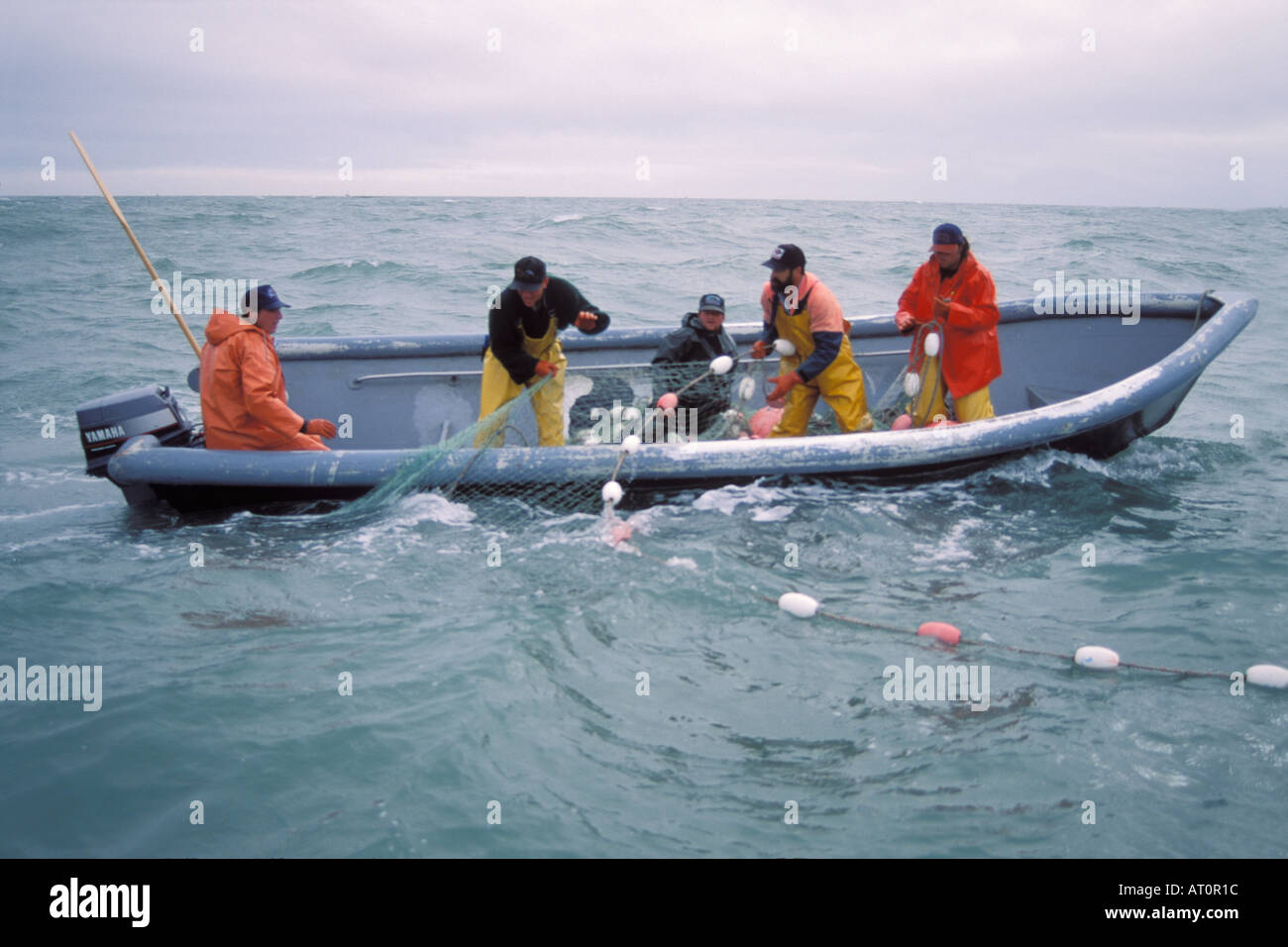 set net crew pulls in a fishing net in Cook Inlet western Kenai Peninsula  Alaska commercial fishing industry Stock Photo - Alamy