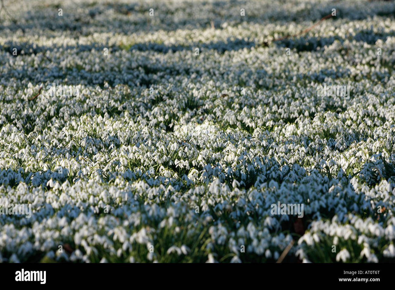 Snowdrops [Galanthus nivalis], woodland carpet of white flowers in