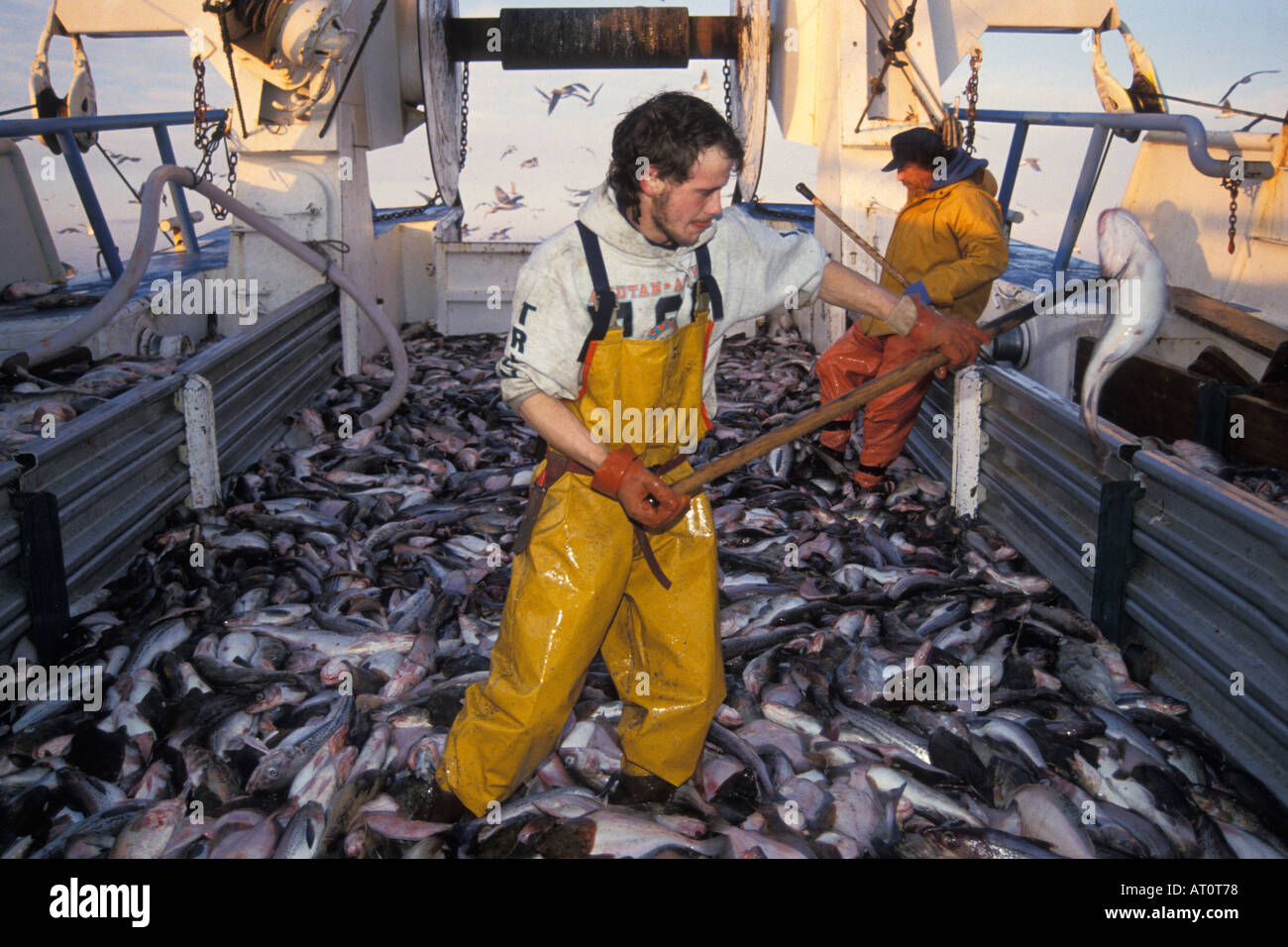 commercial fishing vessel Messiah crew bleeds and sorts