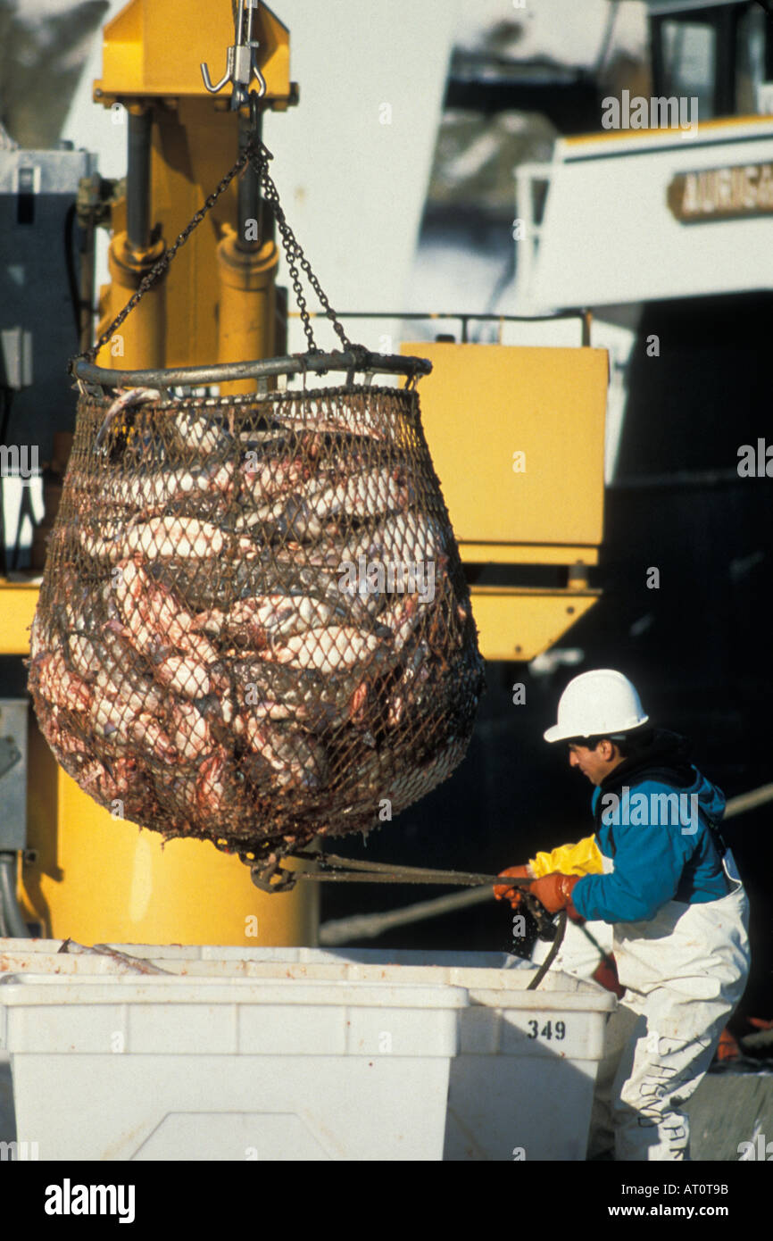 off load of pacific cod Gadus macrocephalus in Dutch Harbor on Unalaska in the Aleutian Chain Bering Sea Alaska Stock Photo