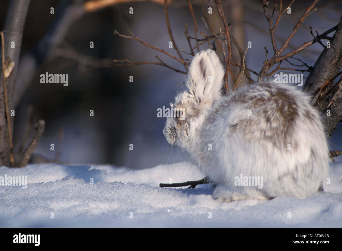 snowshoe hare Lepus americanus changing colors in spring southside of