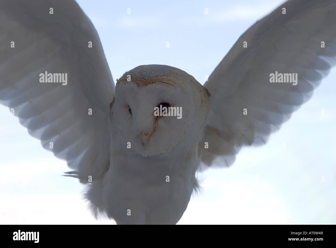 Adult common barn owl Tyto alba flying England UK Stock Photo