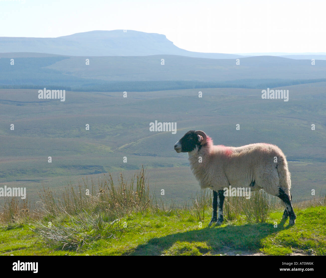 Sheep posing aginst the profile of Pen-y-Gent, one of Yorkshire's Three Peaks, North Yorkshire, UK Stock Photo